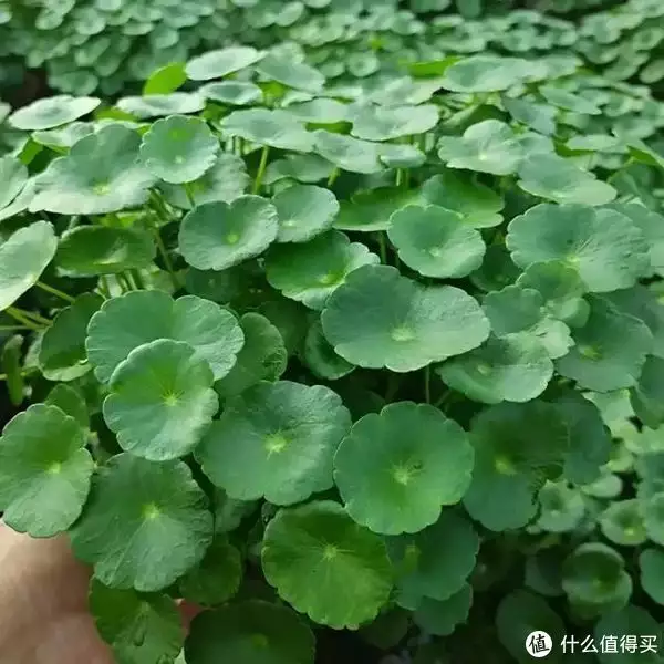 招财进宝花（招财进宝花长什么样子图片） 第10张