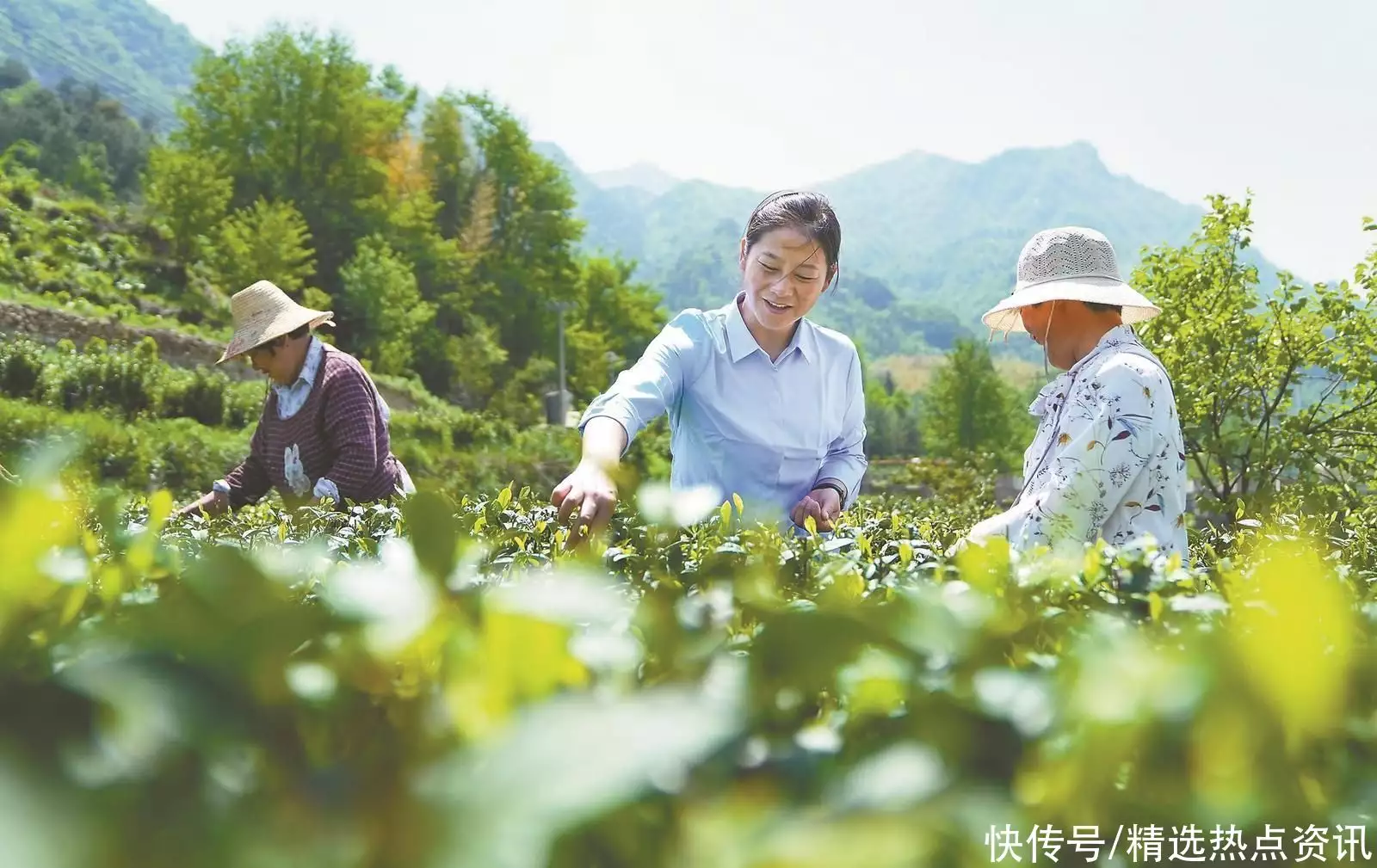 大花石上莲（大花石上莲是国家保护植物吗为什么） 第4张