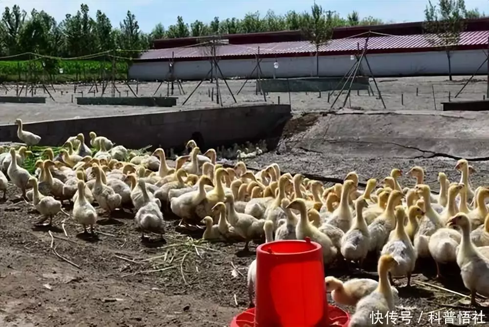 主食（常见主食英文） 第4张