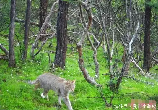 四川达古冰川首次发现荒漠猫（达古冰川在川藏线上吗） 第1张