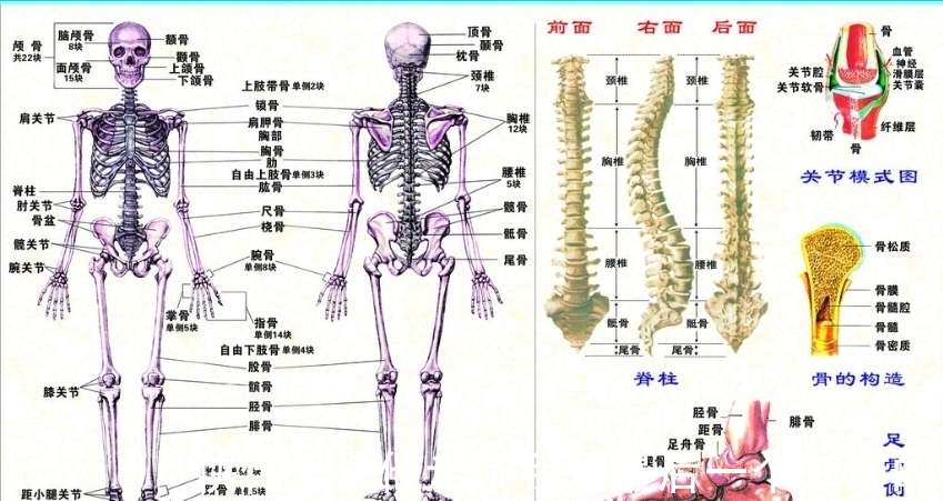 人体共有206块骨头,中国人普遍只有204块,那两块去哪了?_【快资讯】