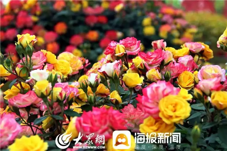 莱州月季花（莱州月季花什么时候开）