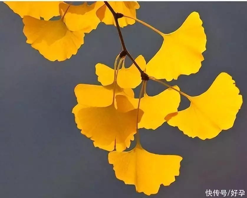 Pregnant Education Story： Travel Broadcasting Article of Ginkgo Leaf