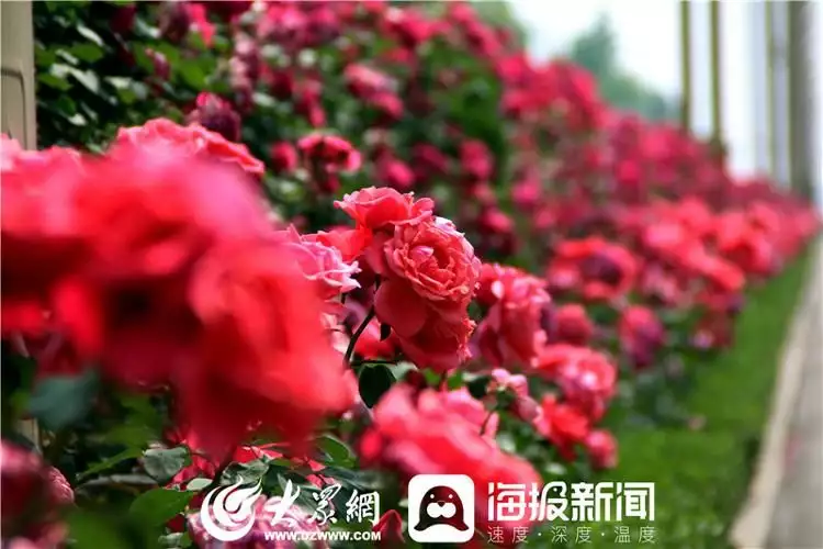 莱州月季花（莱州月季花节是5月25号还是五月二十五） 第4张