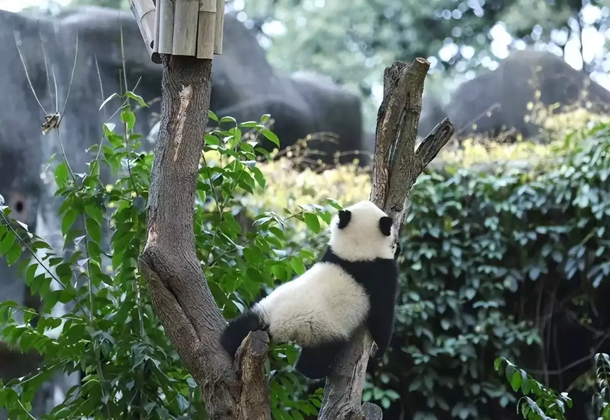 蜂花终身认养了一只大熊猫（种花养蜂效益）