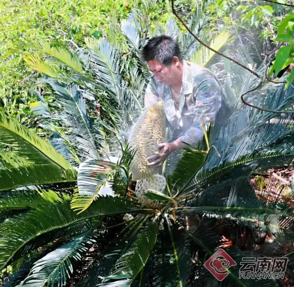 铁树花（铁树花能治肿瘤吗） 第7张