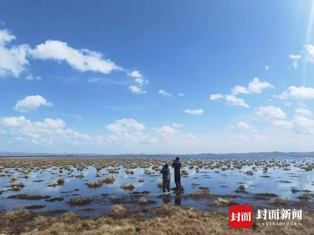 高原花（高原的花朵为什么多是蓝色） 第2张