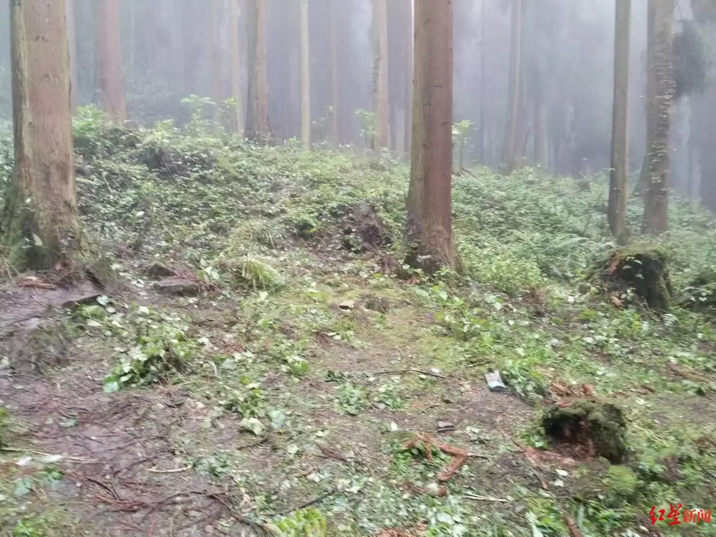 什邡天鹅林场密林中3人死亡 警方：3人由外地到达什邡，在林场深处服毒自杀