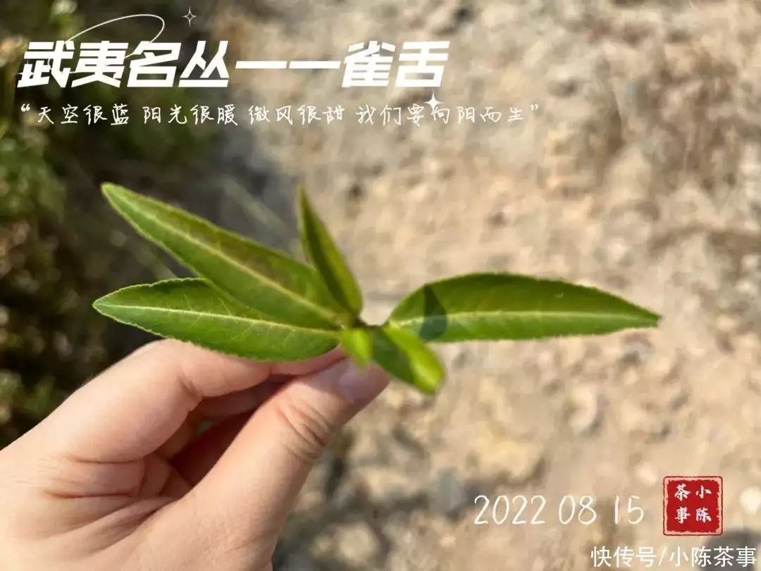 曼陀罗花多少钱（曼陀罗兰加洛斯多少钱一朵玫瑰花） 第2张