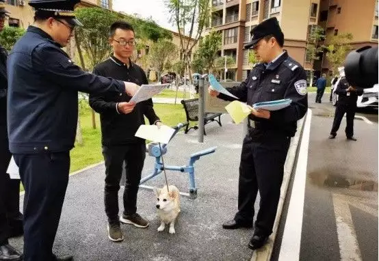 全国多地免费发放牵狗绳（全国多地免费发放牵狗绳的地方） 第2张