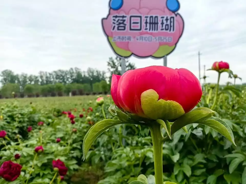 昆明鲜花批发（昆明鲜花批发市场在哪里）