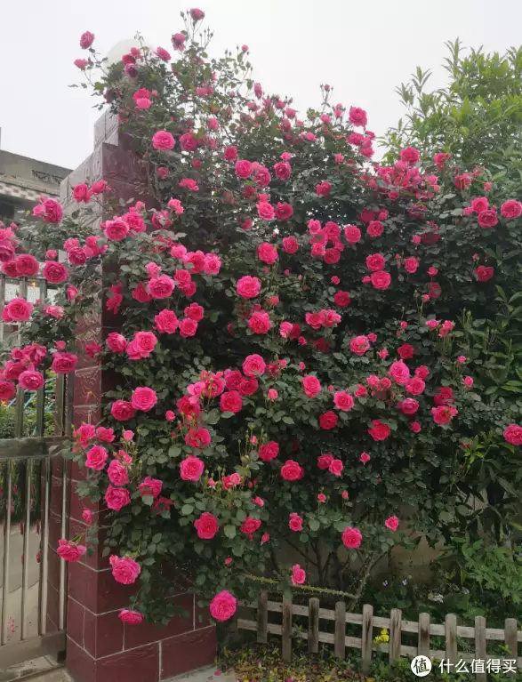 月季花的功效与作用（月季花食疗） 第4张