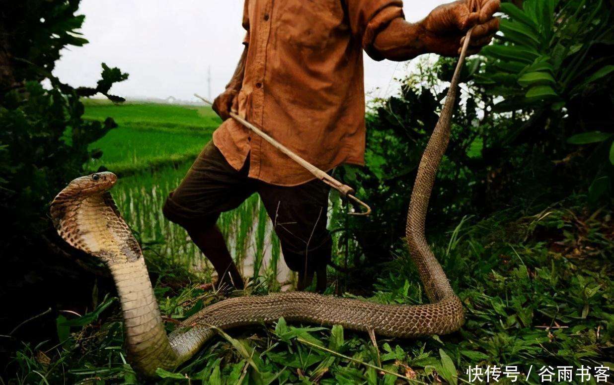 眼镜蛇克星：毒蛇当香肠，遇到毒蛇就算肚子不饿，也要咬死泄愤 - 哔哩哔哩