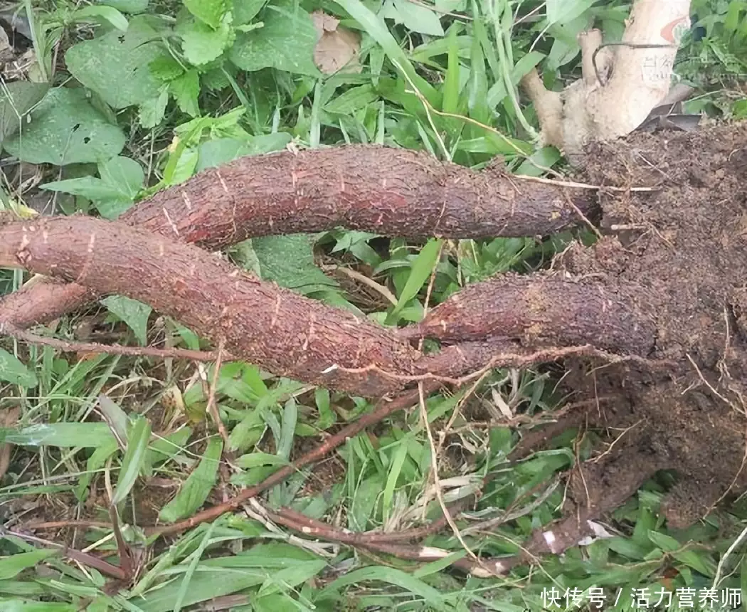 木薯有毒吗（木薯淀粉有毒吗） 第2张