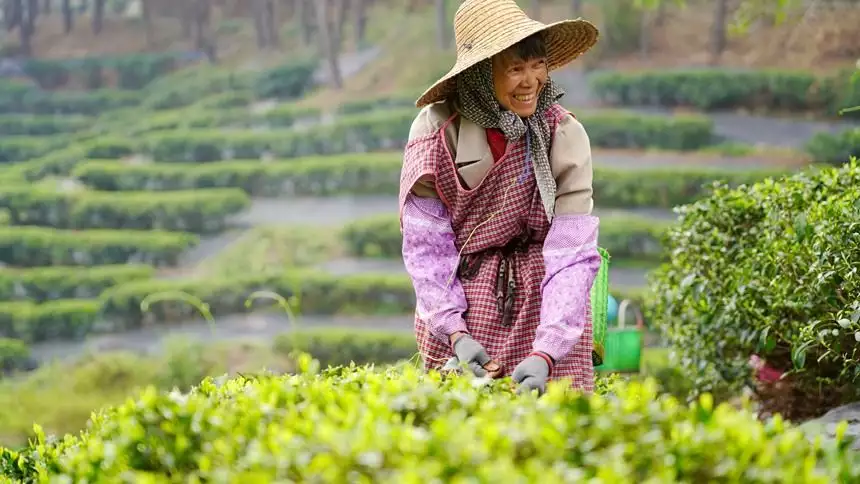 广西贵港：春茶采摘正当时曾经倾国倾城，如今变路人大妈，这4位女星的颜值说丢就丢！（贵港品茶的联系电话）