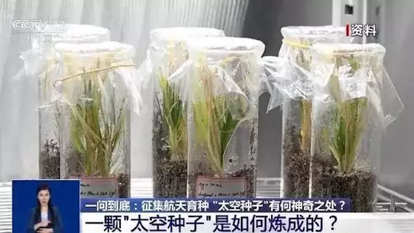 上海三代试管流程（真天选之种！上天入地的“太空种子”原来是如此炼成的梦露死亡旧照：赤身俯卧在床，姿势古怪，44年后警方才公开她死因）