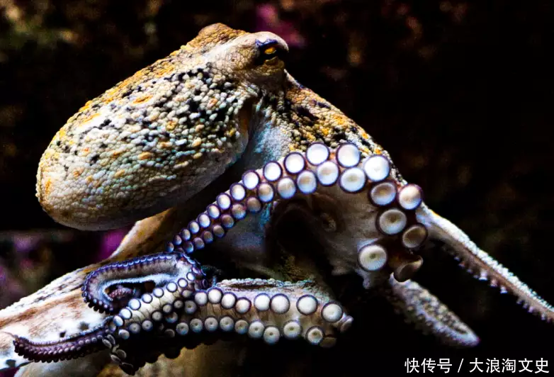 章鱼来自外星？太阳系有个地方可以证明，这个猜测是否正确