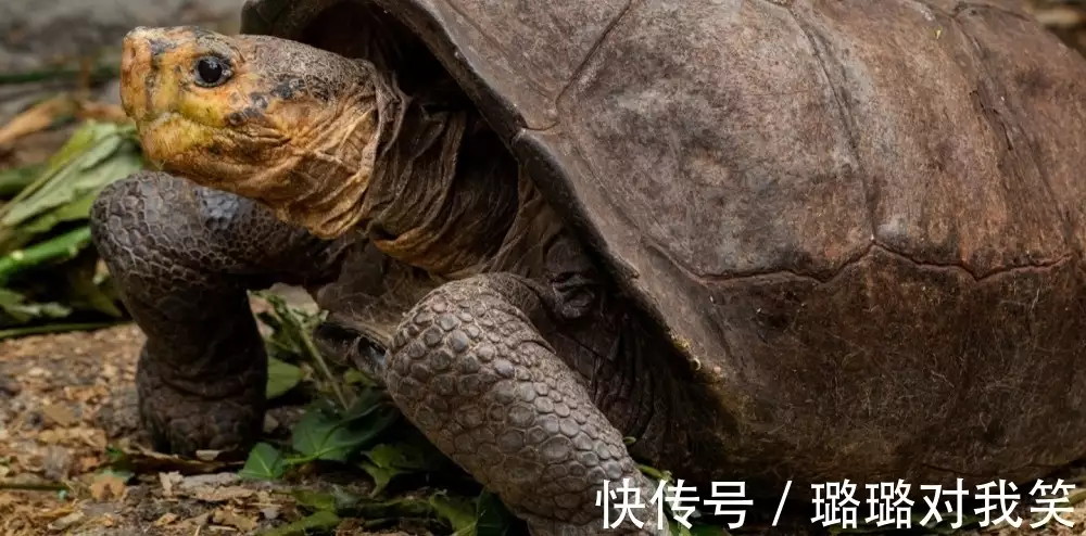 生物世界指什么动物_生物世界是什么_生物重现世间