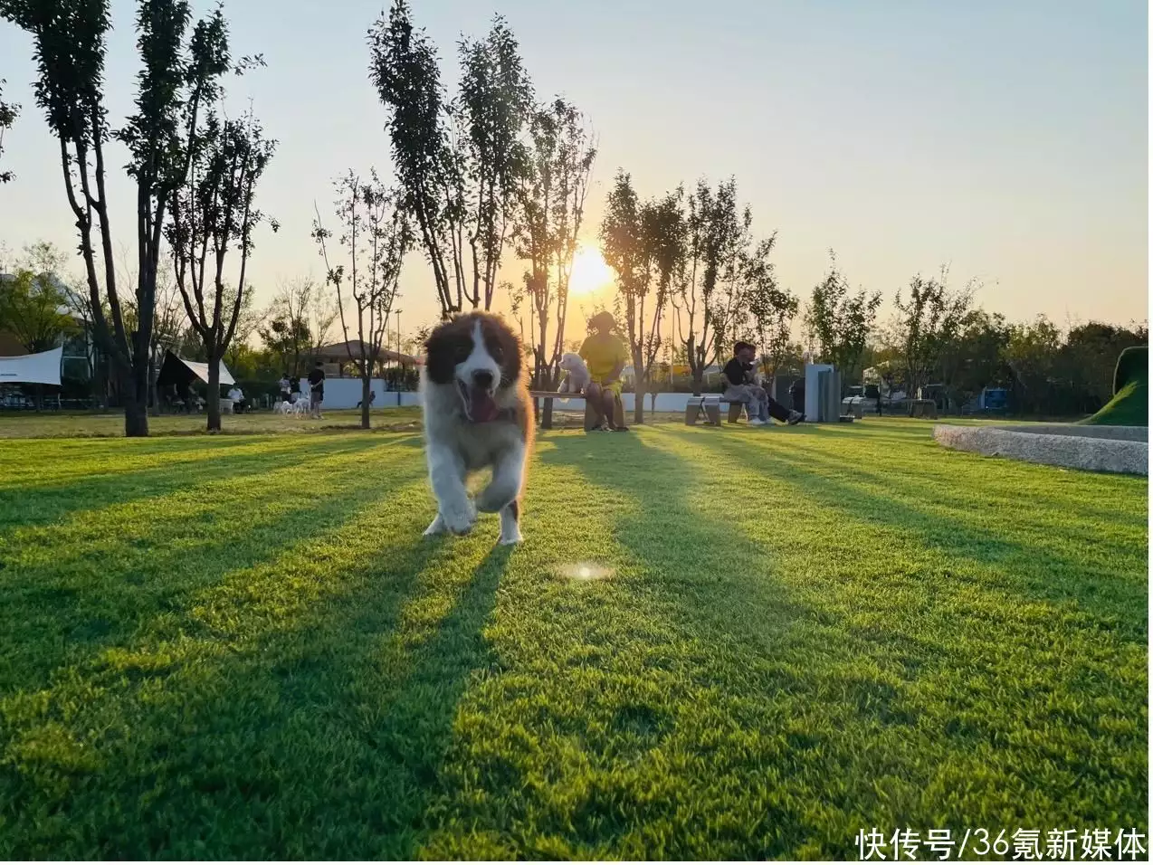 在北京开出8000平户外乐园，「PawsBar爪吧」想探索新一代宠物服务的形态｜早期项目施瓦辛格出轨自家保姆，偷情长达20年，因私生子太像自己暴露
