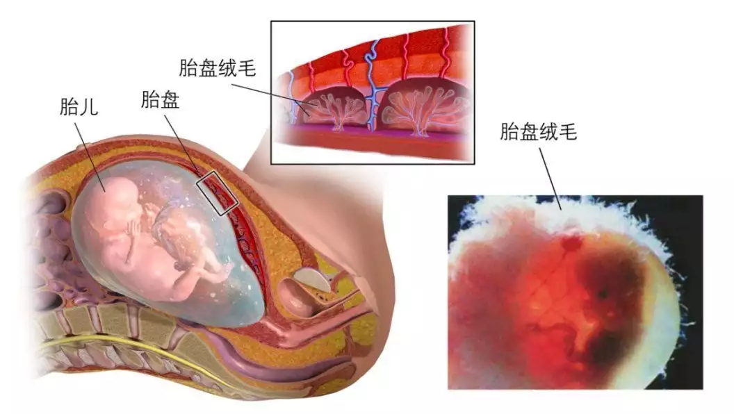 不看后悔（假的验孕棒药店能买到吗）假的验孕棒药店能买到吗 第3张