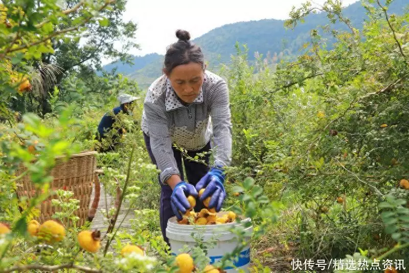 中央致富经是真的假的_致富经中央_中央致富频道