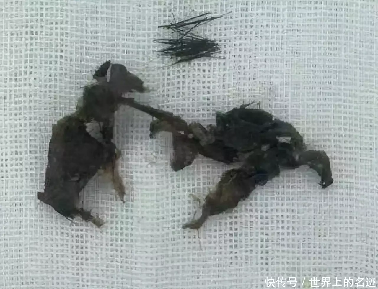 大肠包小肠（人生就是大肠包小肠是什么意思） 第3张