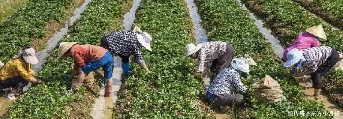 室内种植致富项目_致富项目加工办厂_致富经项目