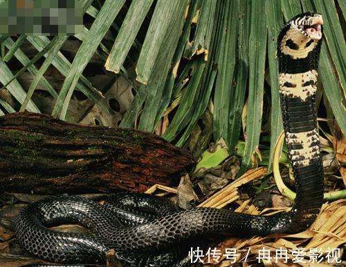 梦境迷踪，解析梦见多条蛇，三种大小，对面是巨大的黑色眼镜蛇与三名中号蛇的深层含义