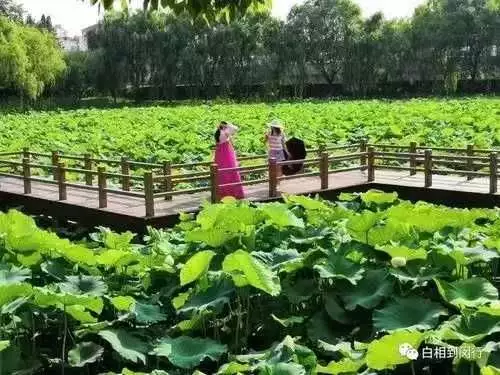 没想到（接天莲叶无穷碧映日荷花别样红）接天莲叶无穷碧映日荷花别样红表达了什么 第2张