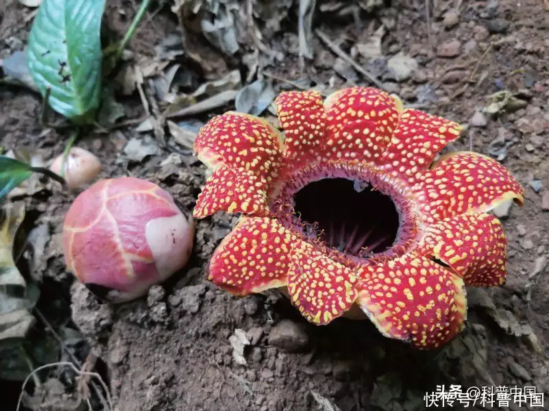 食人花真的会吃人吗（食人花图片 真实照片） 第3张