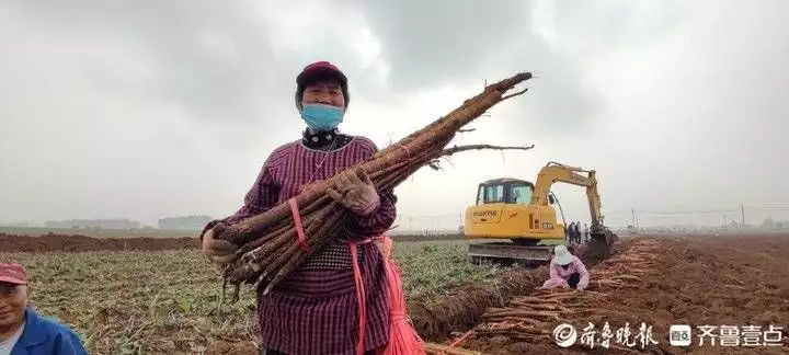 牛蒡怎么吃（牛蒡怎么吃法最好） 第2张