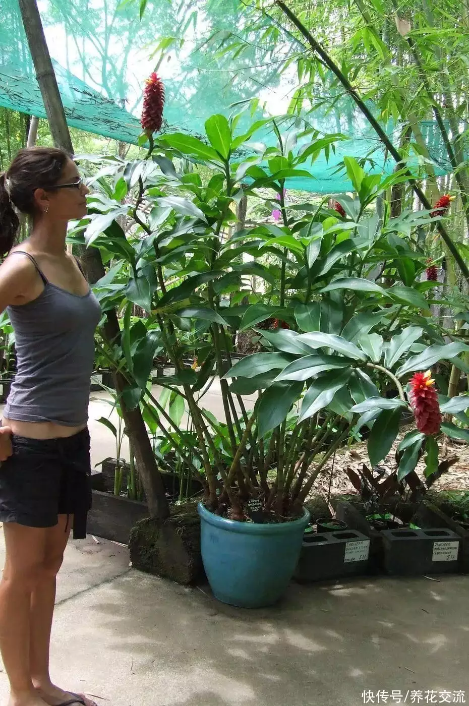 宝塔姜和闭鞘姜，这些热带花养成盆栽后也挺好看的美依礼芽被曝体重只有30公斤，看到她的坐姿，网友：一般人做不到