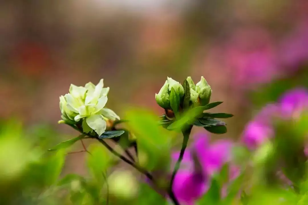 踯躅花（踯躅花 闹洋花） 第20张