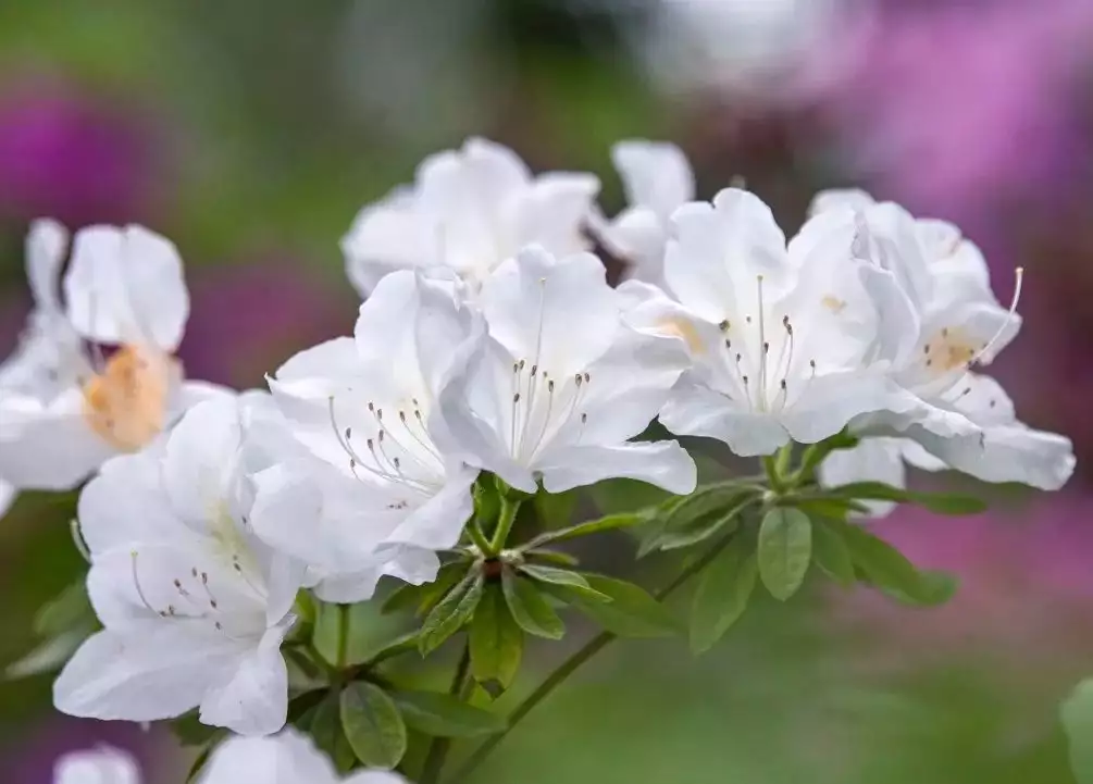 踯躅花（踯躅的意思解释） 第15张