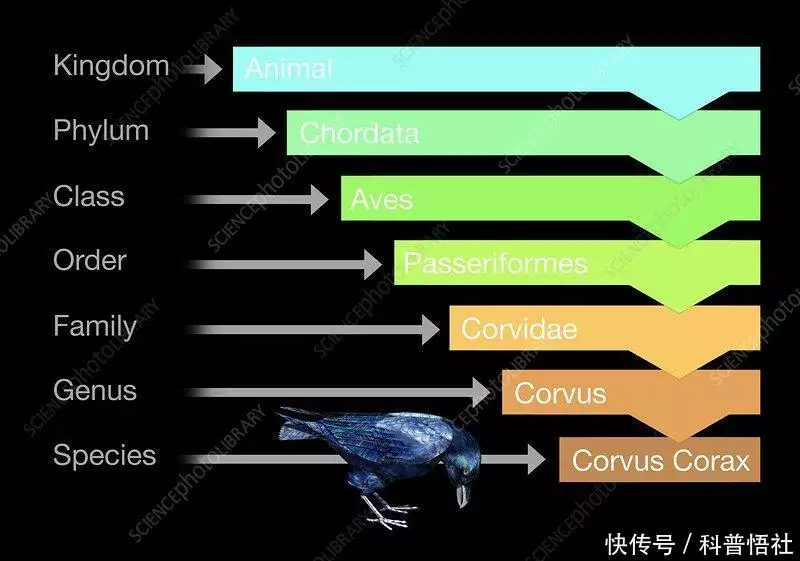 秋天的树（秋天的树叶多姿多彩有的有的造句） 第2张