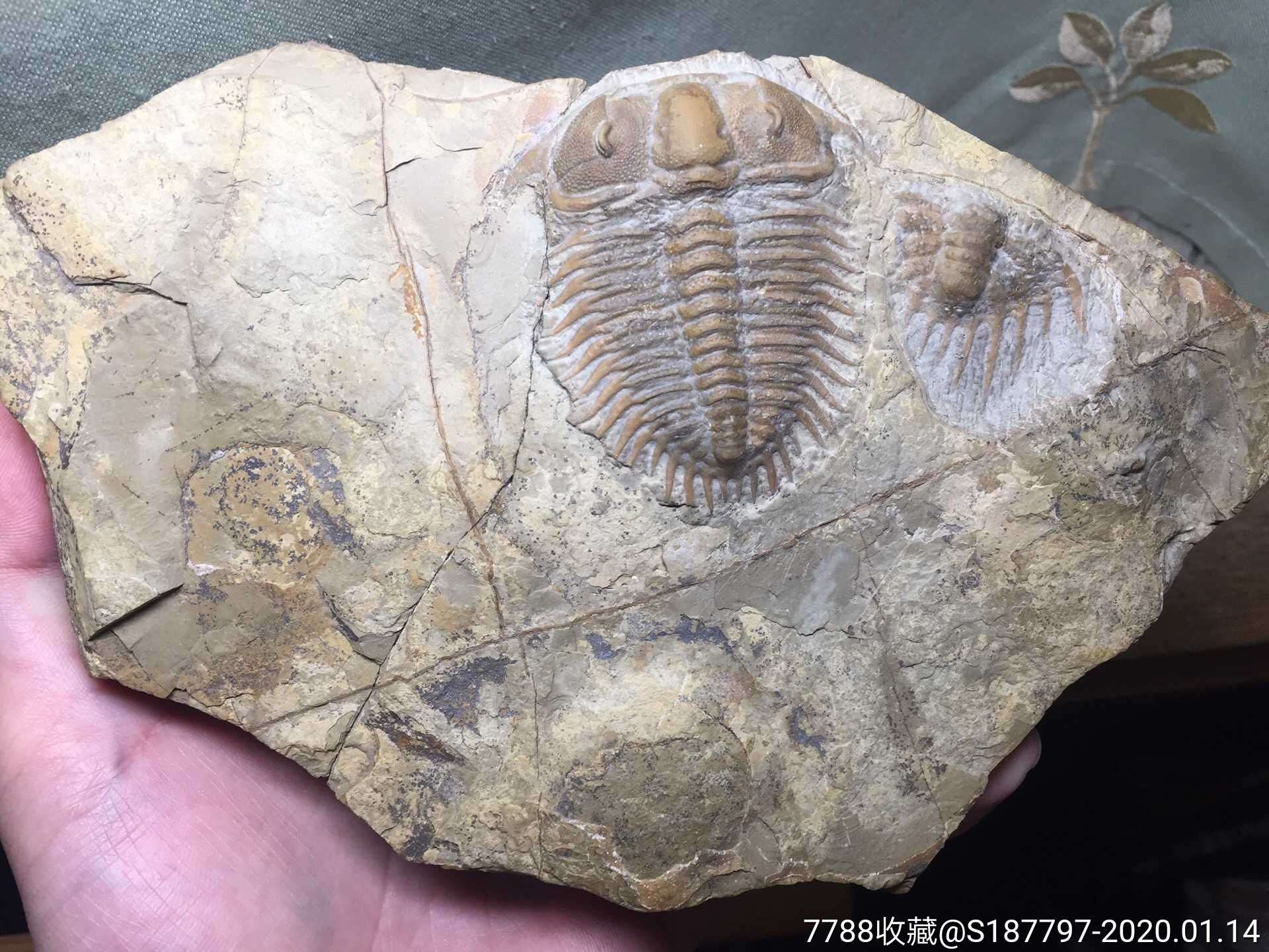 存活4亿年的“活化石”，蓝色血液拯救人类，却被吃到濒临灭绝？_【快资讯】