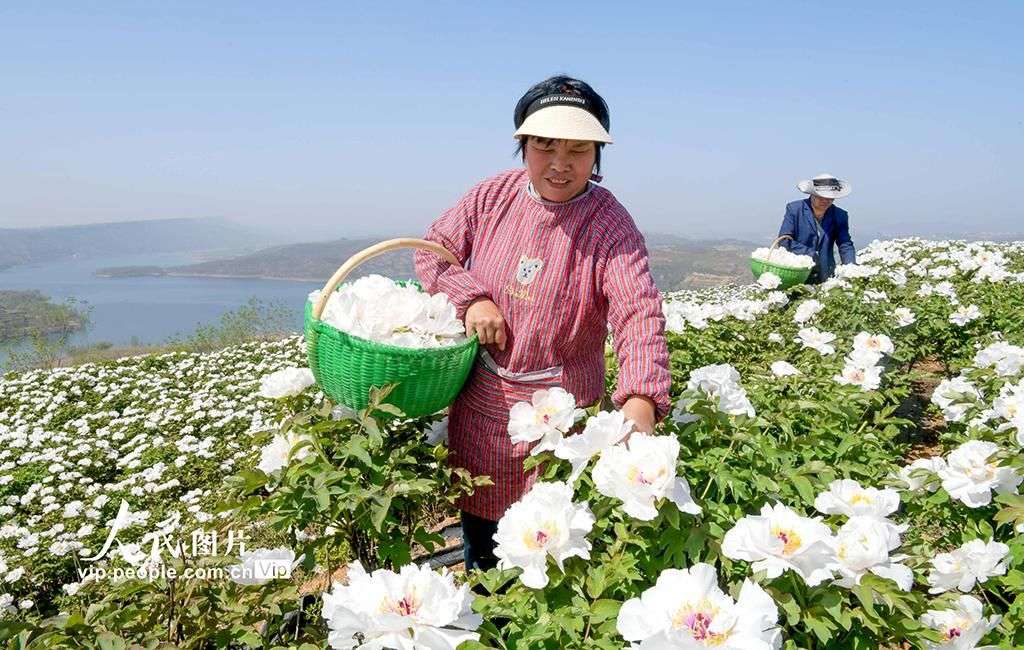牡丹深加工