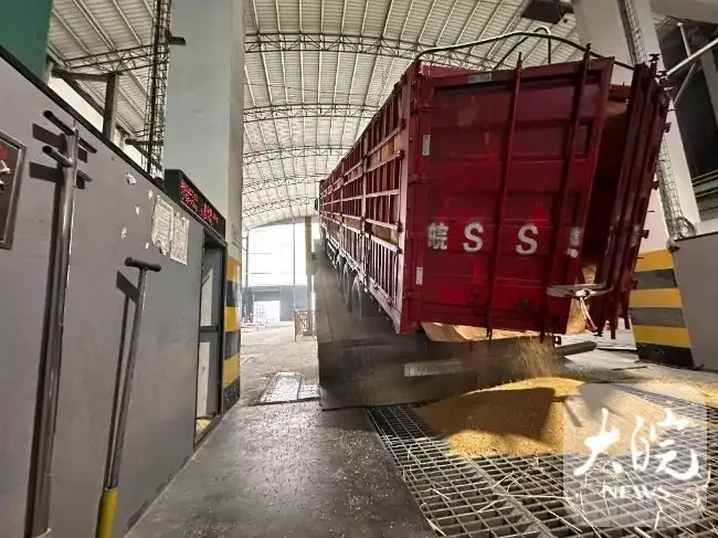 亳州：走进金沙河，看一颗麦子的“变形计”许家印豪宅被接管了，其内部首次曝光，浴缸设计让人直呼大胆