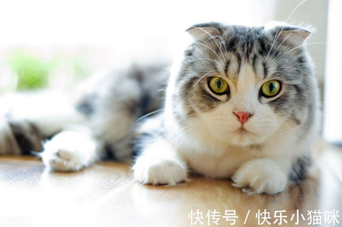 宠物猫的品种大全 全球十大名贵猫排名榜_【快资讯】