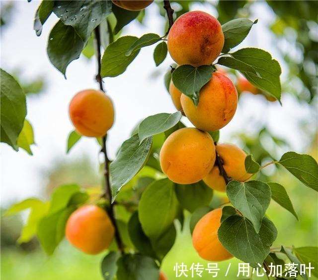 甘肃合水丰园红杏进入成熟采摘期!_【快资讯】