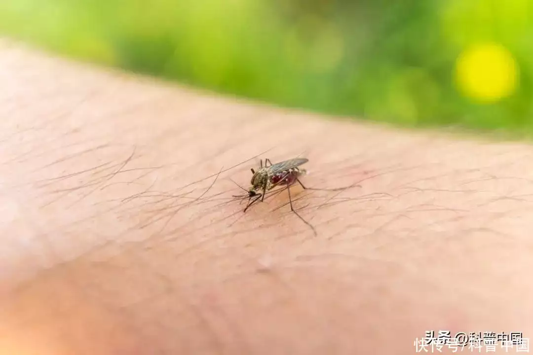 蚊子到底最爱哪种人？真正有效的灭蚊方法是……汪峰坦言：子怡是我见过最纯洁的女孩！结果，被一张图啪啪打脸插图
