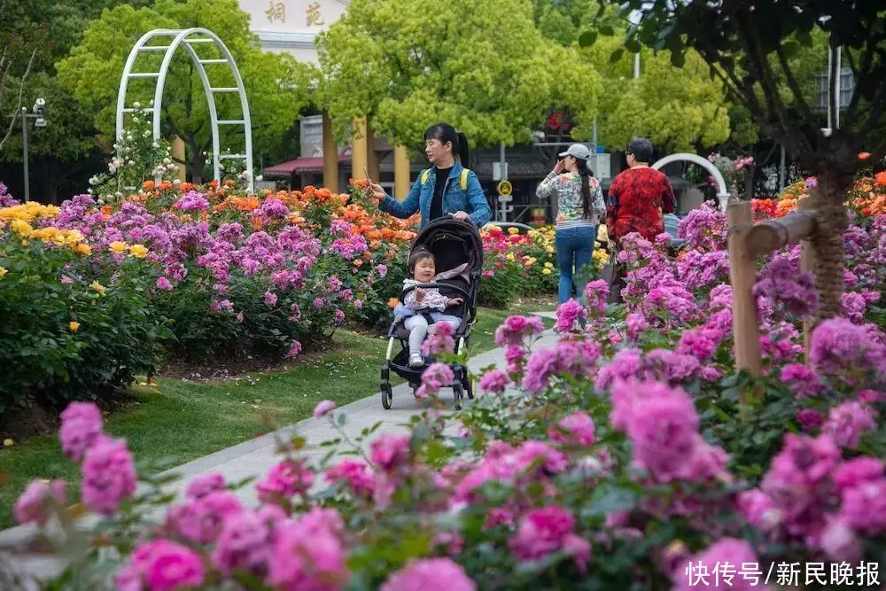 蓼子花（蓼子花海） 第5张