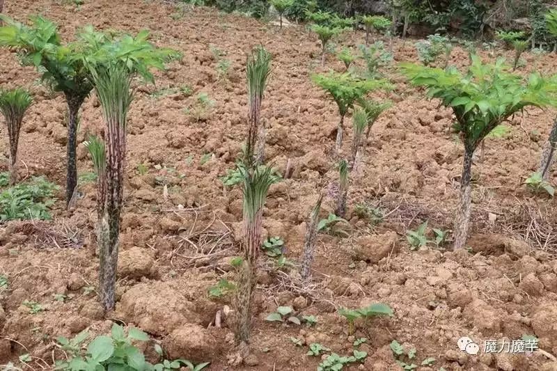 致富项目实用_致富项目商机_致富经项目