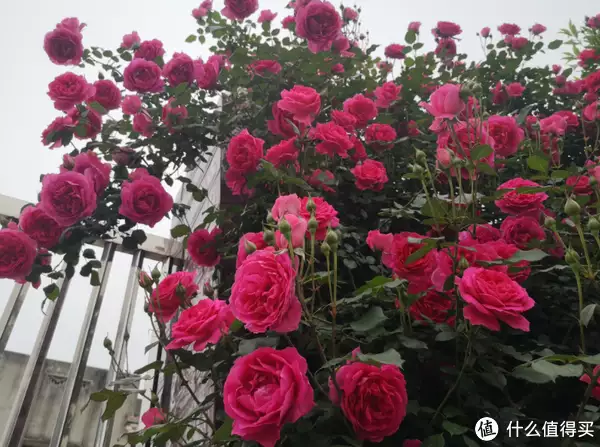 月季花的功效与作用（月季花食疗） 第5张