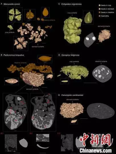 植物传播种子的资料（植物种子传播方法100种图片视频） 第4张