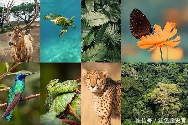 章鱼9个大脑能编辑基因，智商高到无法理解，为啥没发展出文明？（章鱼有三个大脑吗）