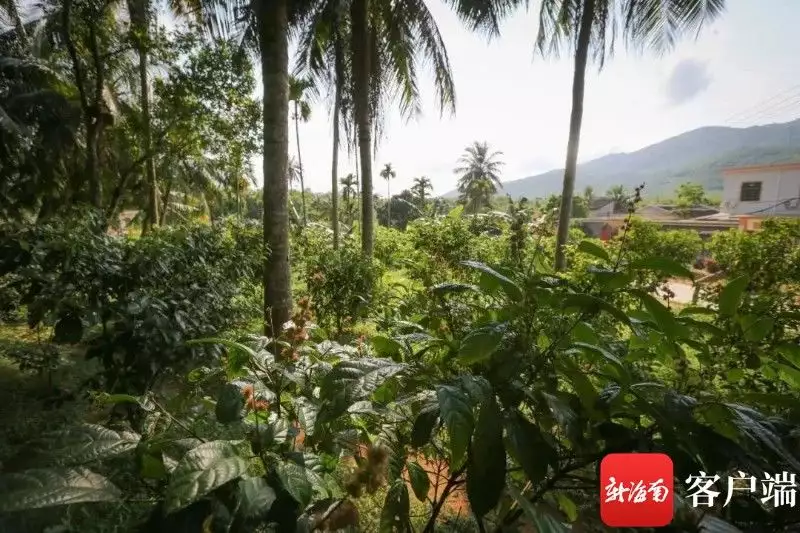 致富种植专业合作社_致富种植什么比较赚大钱_致富经种植