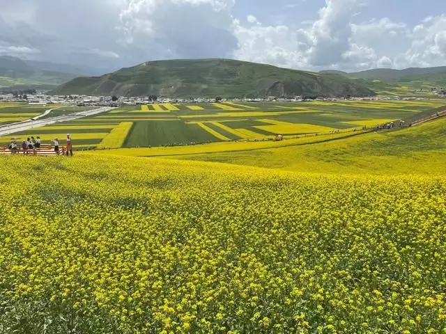 高原花（高原花朵为什么多是蓝色紫色的） 第3张