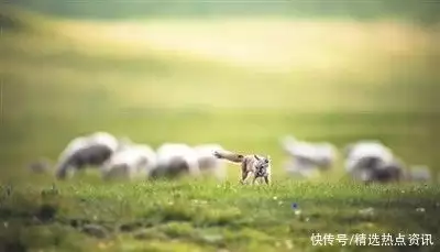 干货满满（天苍苍野茫茫风吹草低见牛羊）天苍苍野茫茫风吹草低见牛羊的意思 第2张