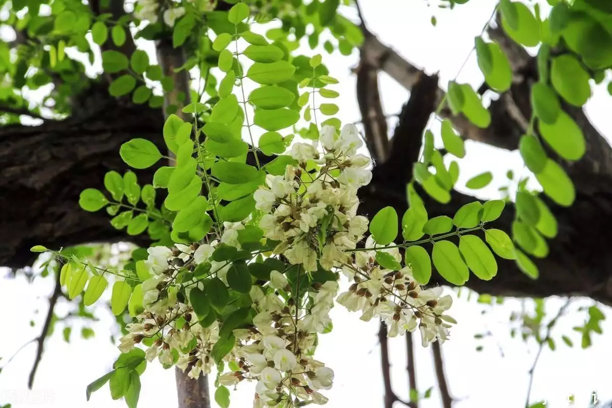 干洋槐花的吃法（干洋槐花的吃法大全） 第1张